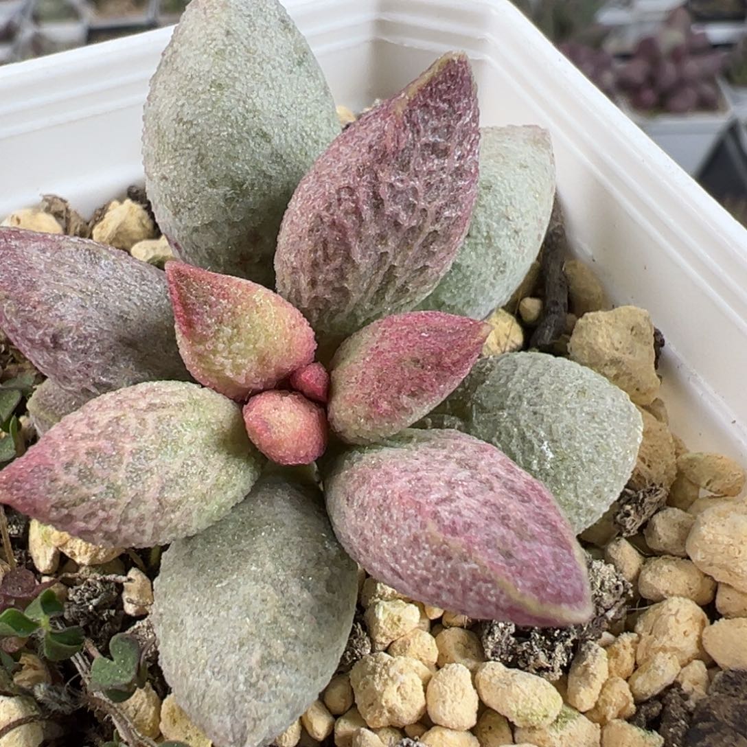 特价实生新品多肉植物水泡