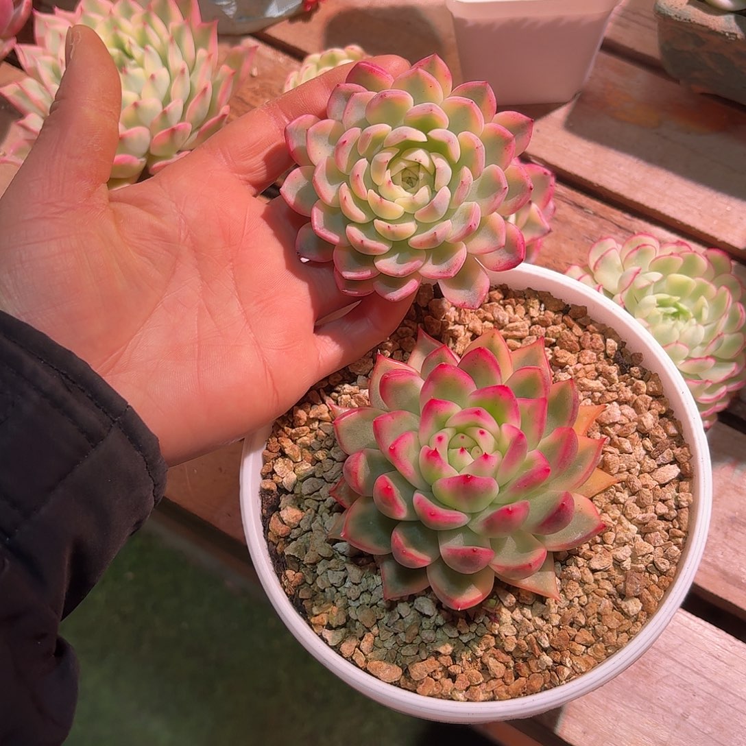 ****两颗多肉多肉多肉多肉