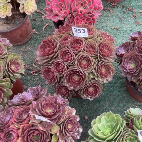 幸***0353红魔朵朵多肉，