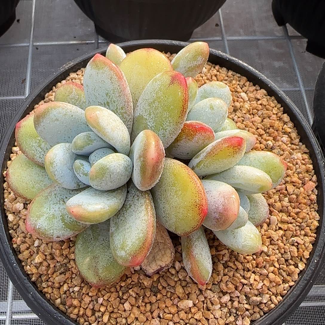 从前慢花园精选雪美人