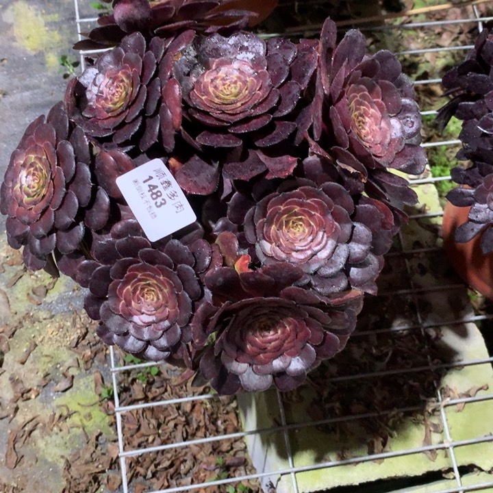 1483黑萝莉多肉植物