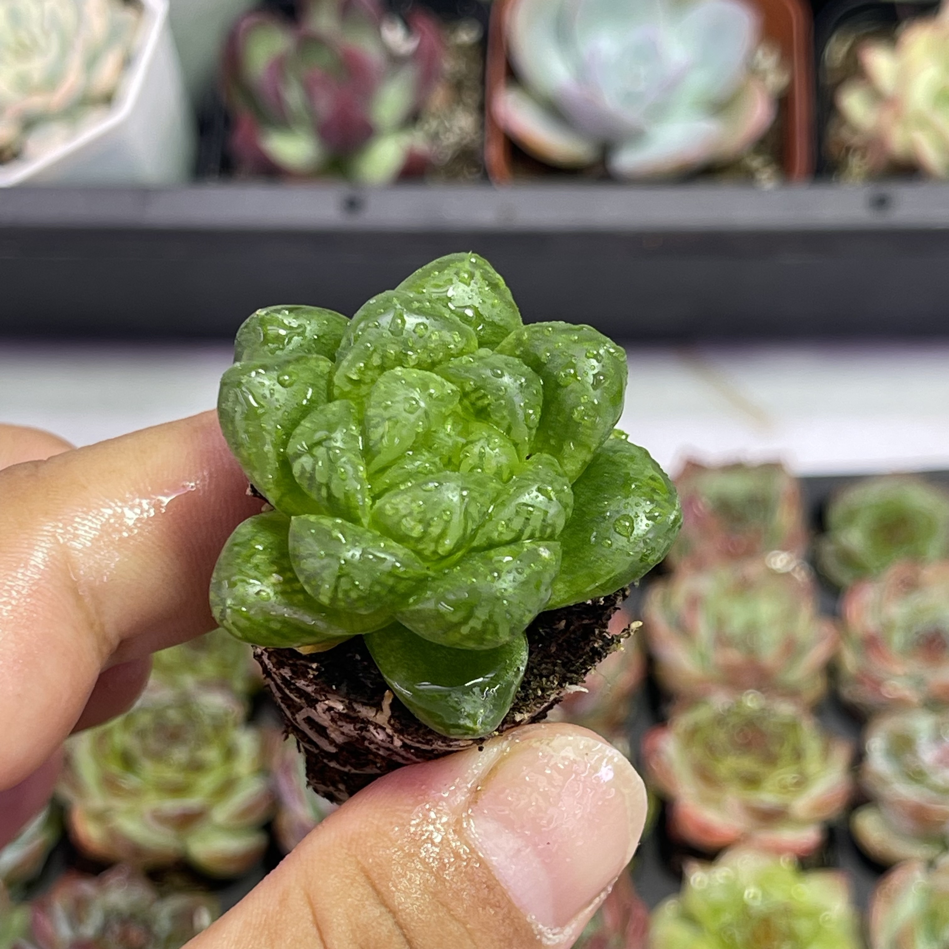 （满9.9元包邮）蝉翼玉露3厘米左右多肉植物