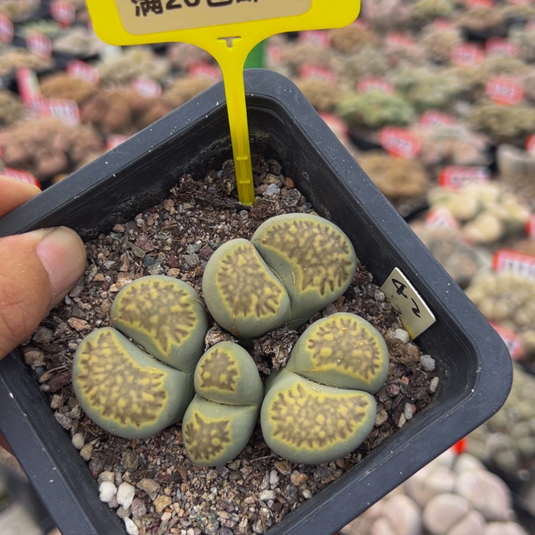 95 生石花大群生大群生