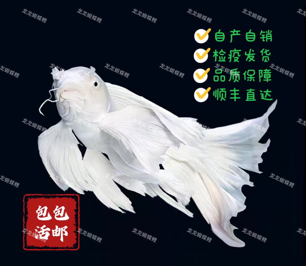 ①【龙龙蝴蝶鲤】-主播改价