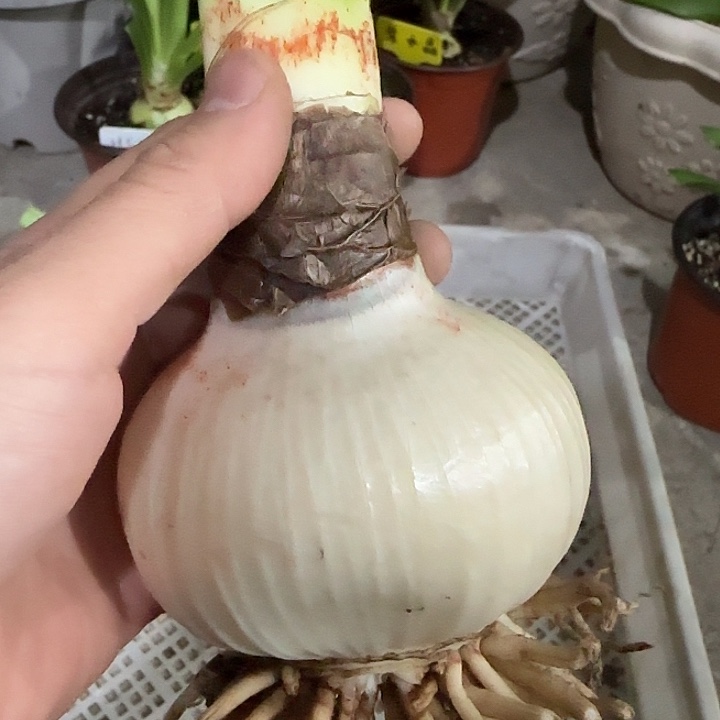 星星点缀7.7cm，裸球发货