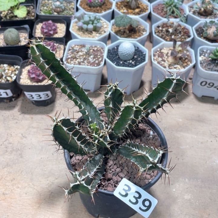 339实生火山大戟