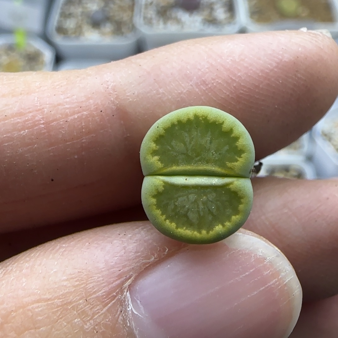 731福利一颗绿菊大棚直播