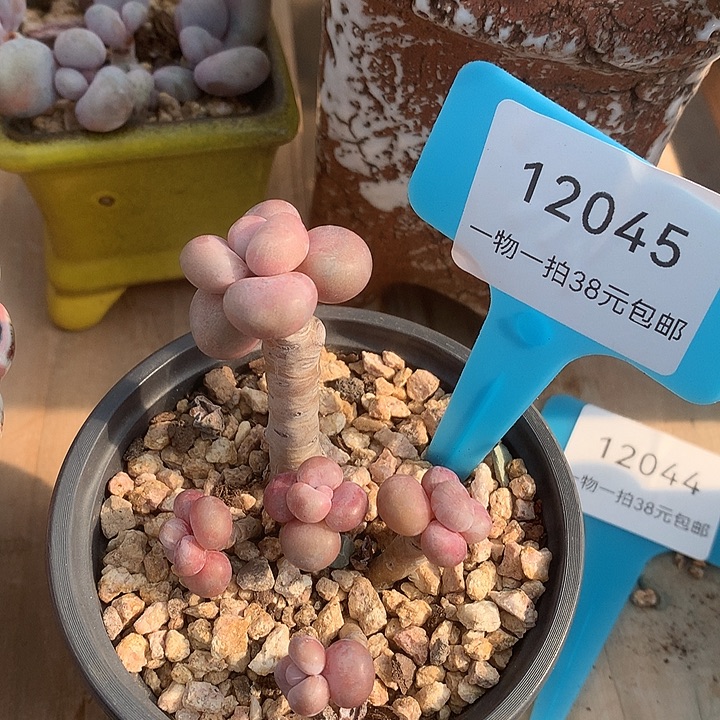 胭脂精品多肉腰子桃蛋
