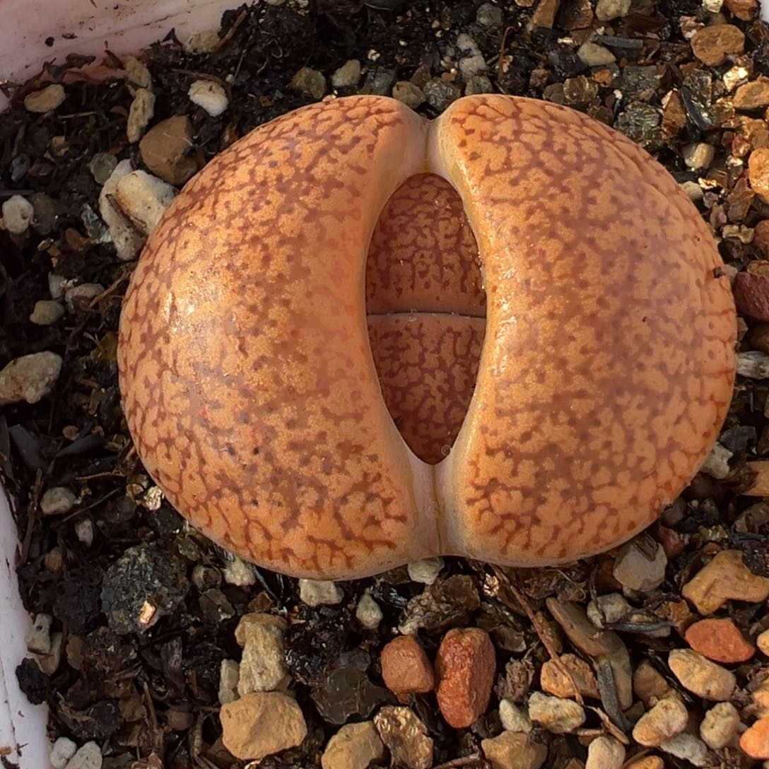 082多肉植物种类多样