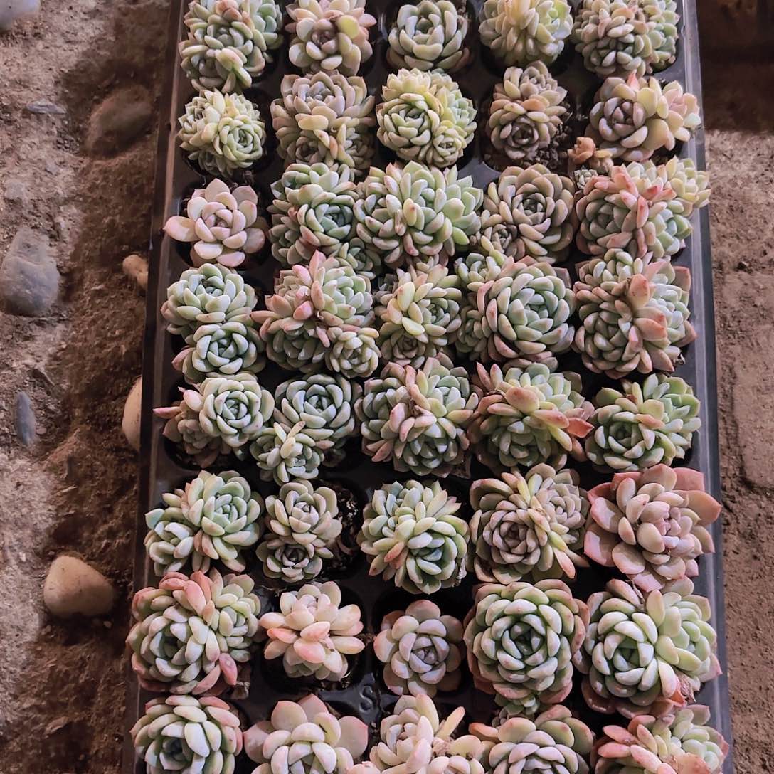 直播一物一拍多肉317