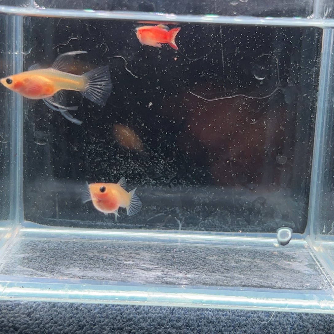 孔雀鱼糖果蕾丝c2111111