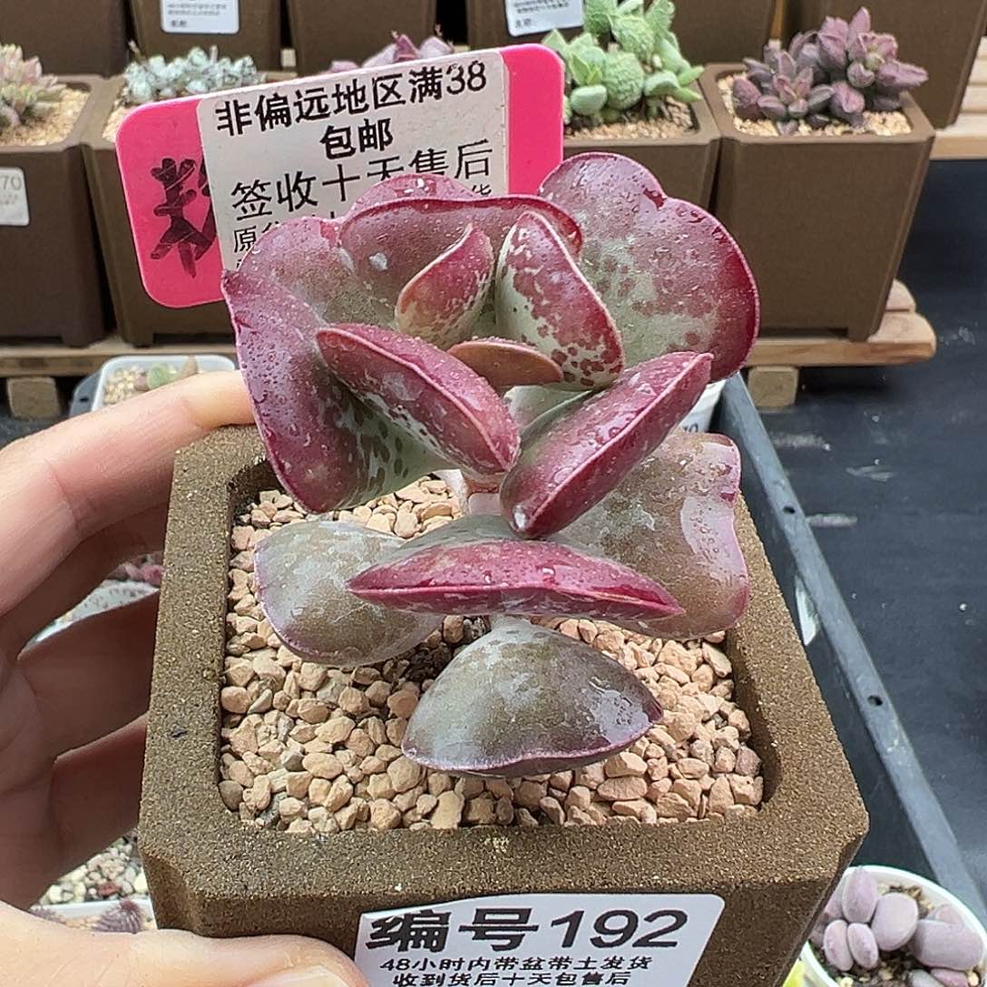 192爱心多肉植物