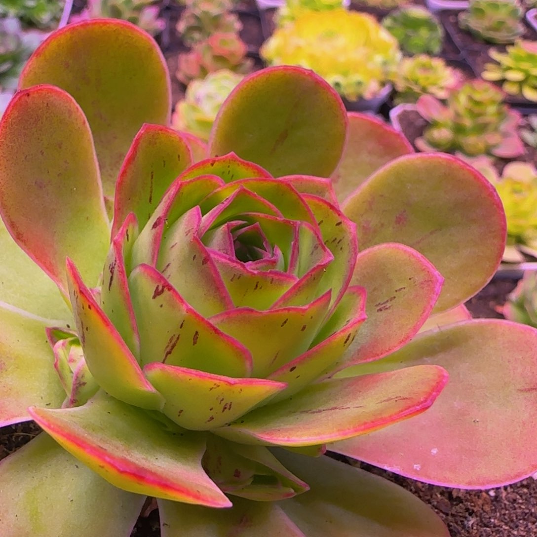 小丸子1343427676738353