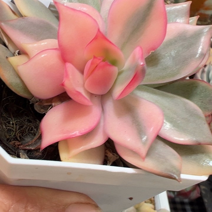 宝莲灯锦多肉植物558