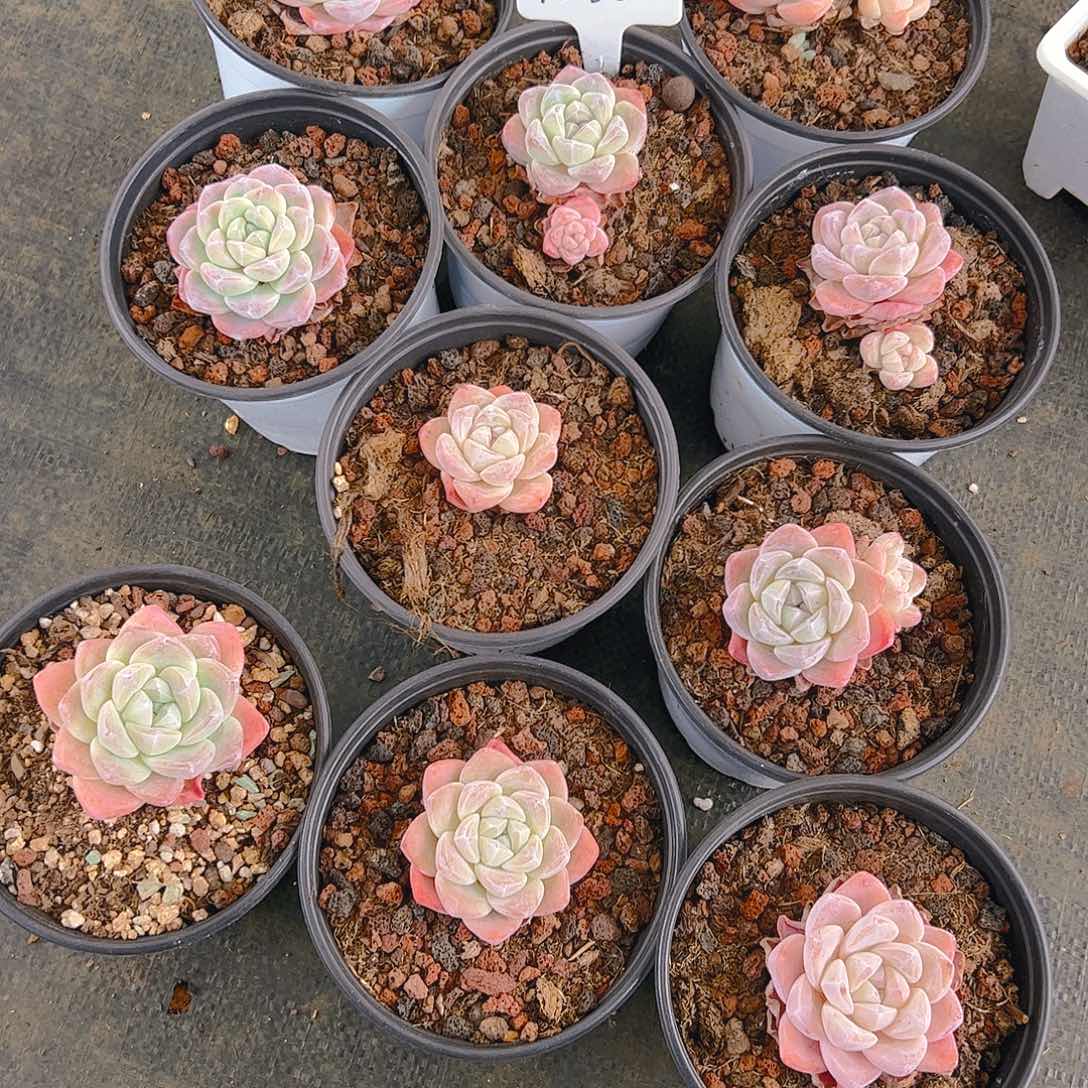 冰玉十颗1236号不包整