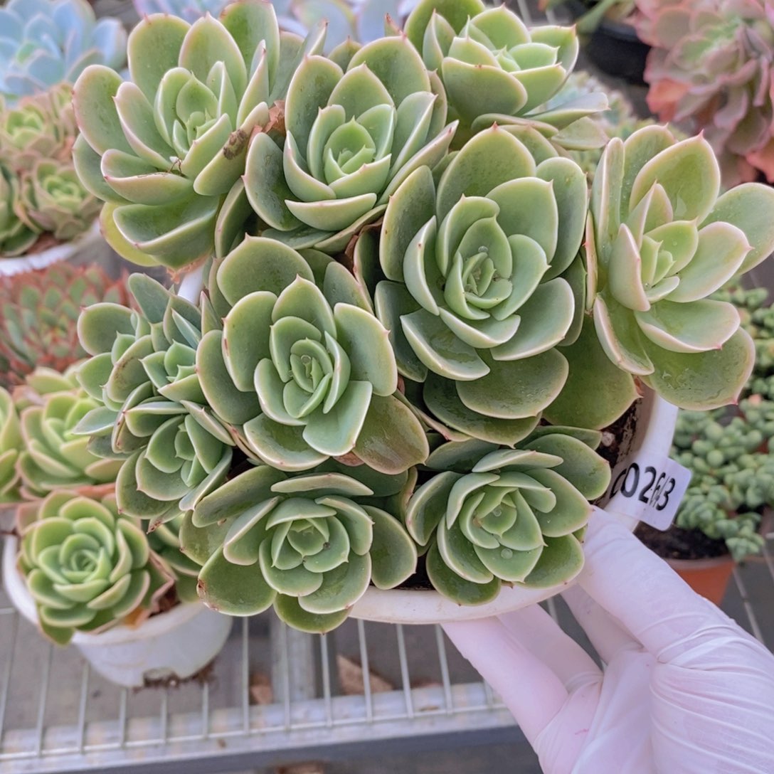 2643星纳塔一物一拍