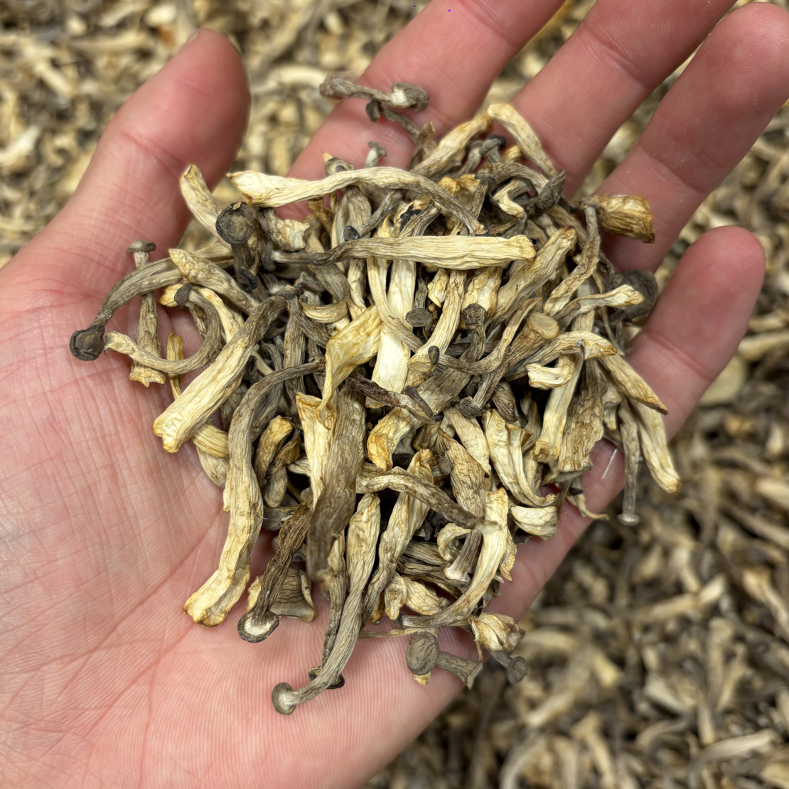 鹿茸菇嫩仔干货土特鹿茸菌鹿耳菇产嫩仔鹿茸菌直销批发价煲汤