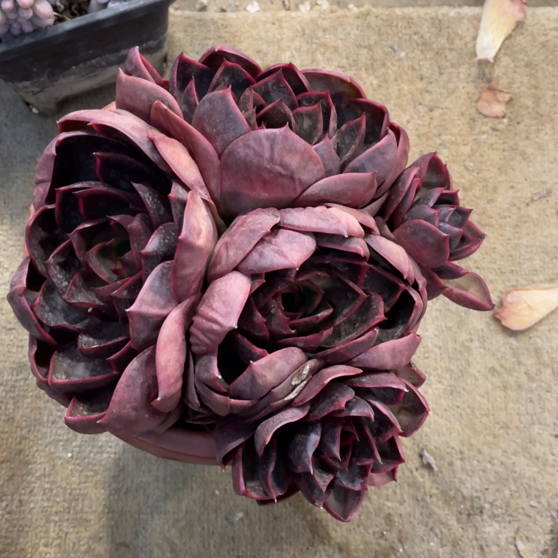 红灯冠幅17 公分一物一拍