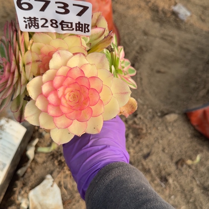 6737三号棚嫁接荔枝a