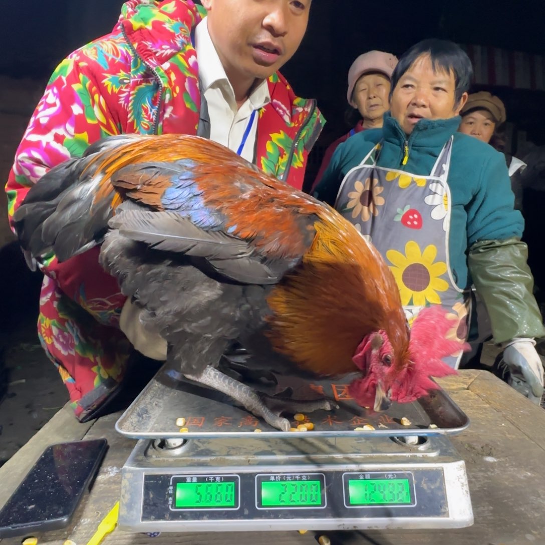 红瑶鸡农村土鸡680287