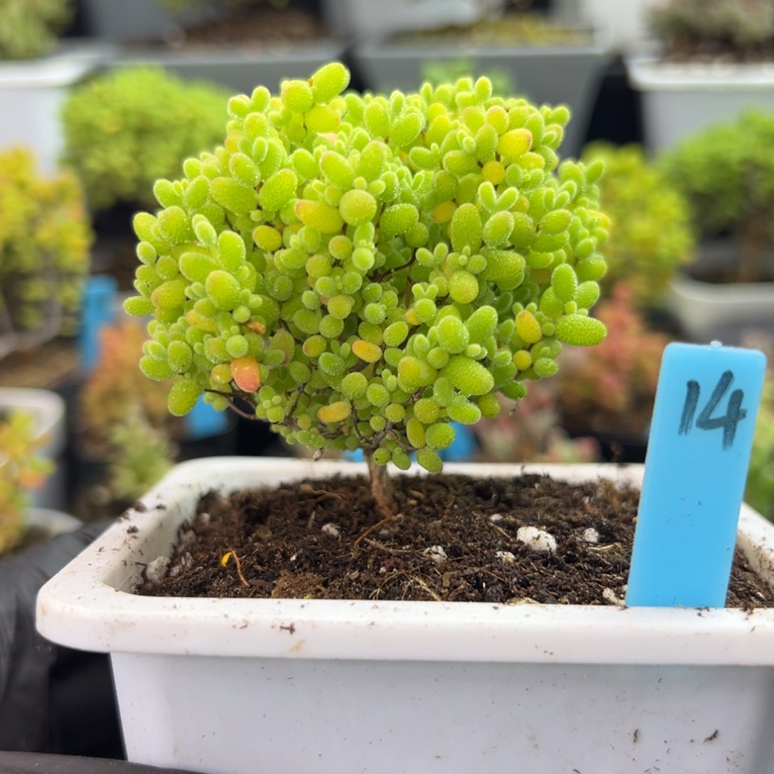 彩蜜橘糖球小树14号