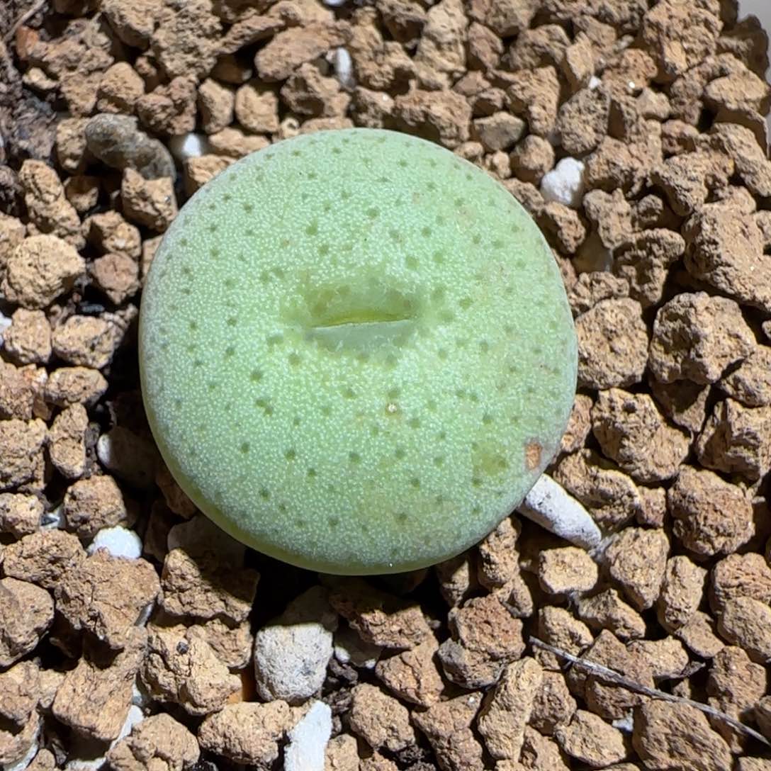 肉锥多肉植物组合-杂交粉大饼1432