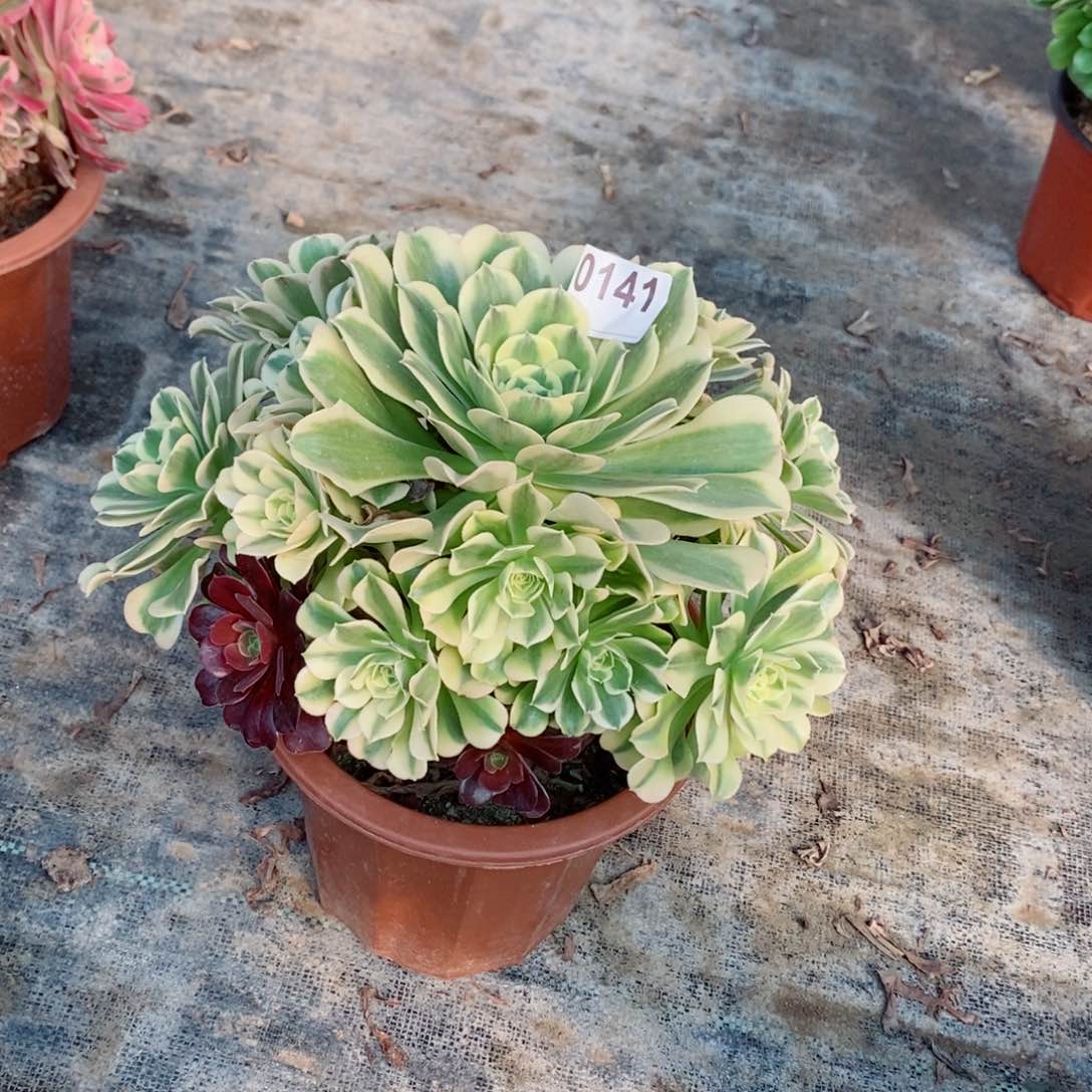 绿豆沙141多肉1111