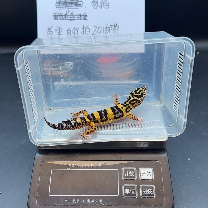 豹纹守宫土匪弟弟
