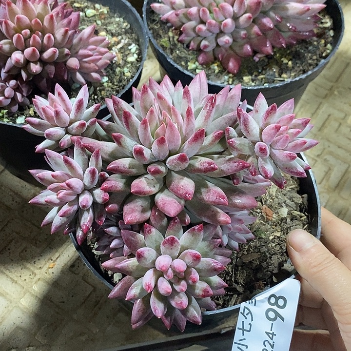 小七夕多肉虞美人98