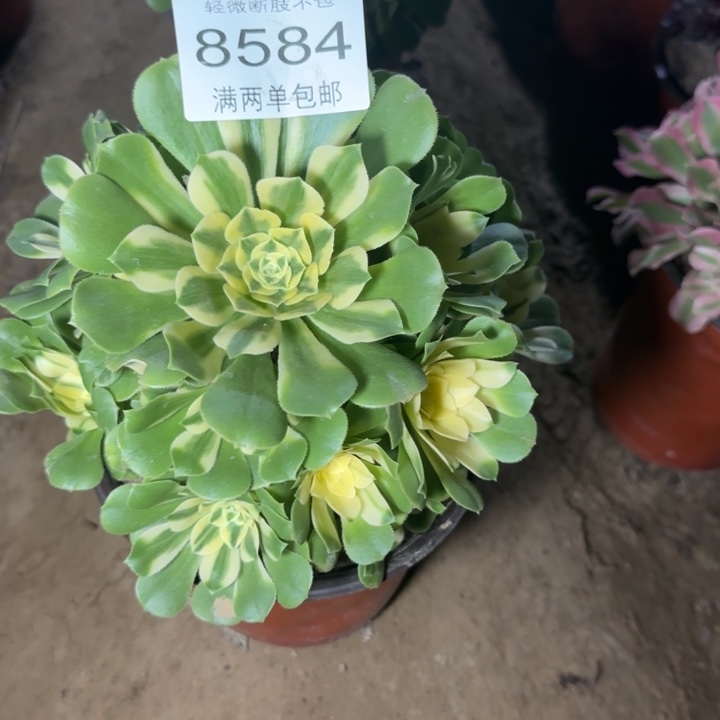 8584辛尼亚多肉植物