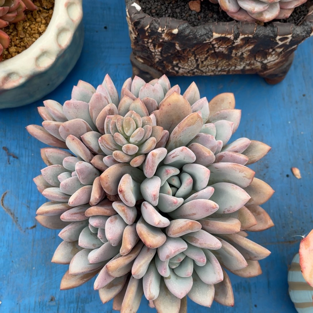 多肉植物盆栽多肉植物