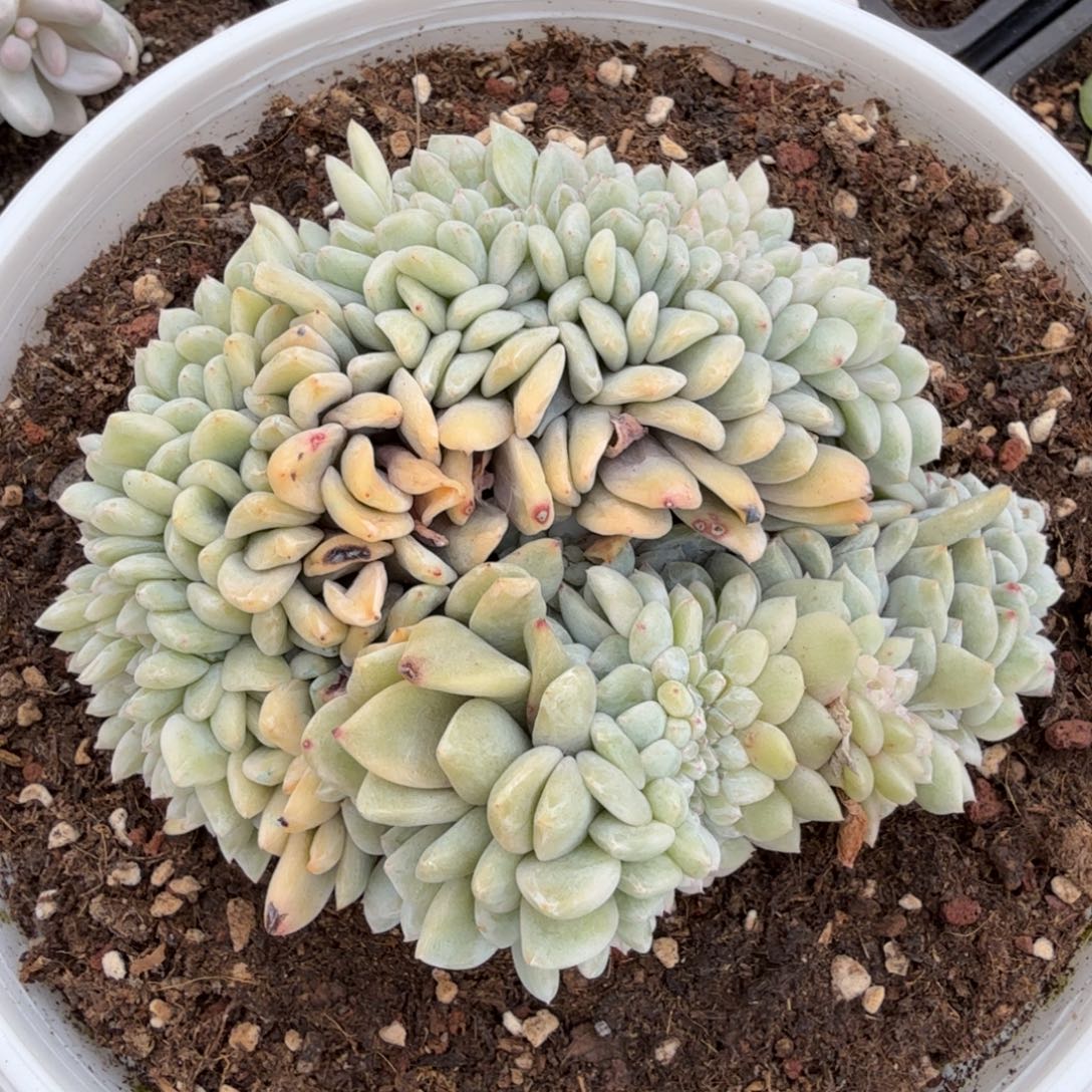 程梦露锦腹轮锦缀化