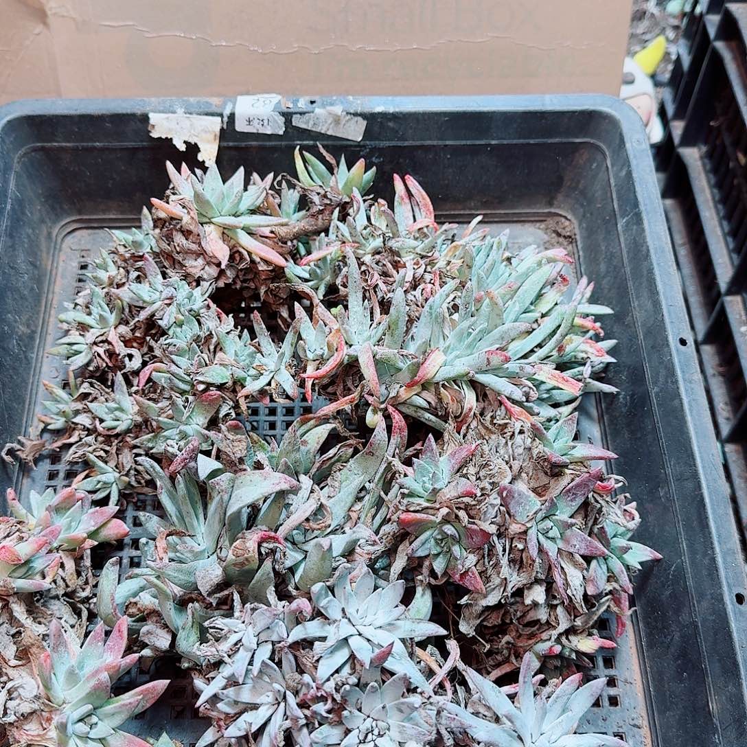 6277瑕疵框拍不售后