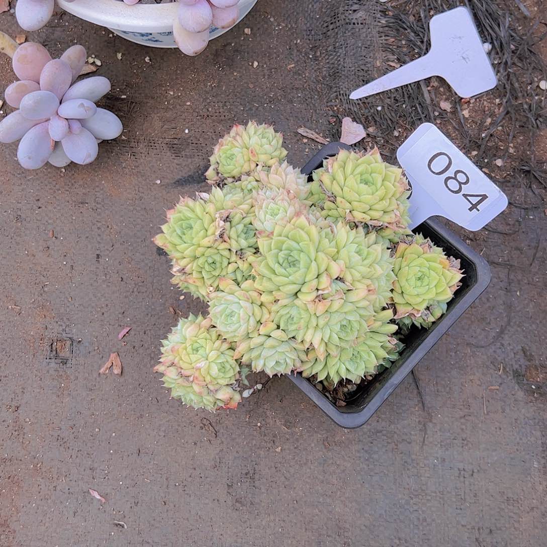 荷084麦杆10不售后