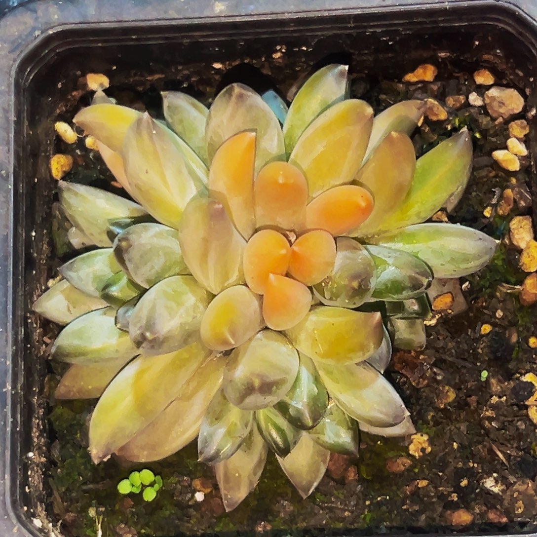 桔云多肉美人精品系列