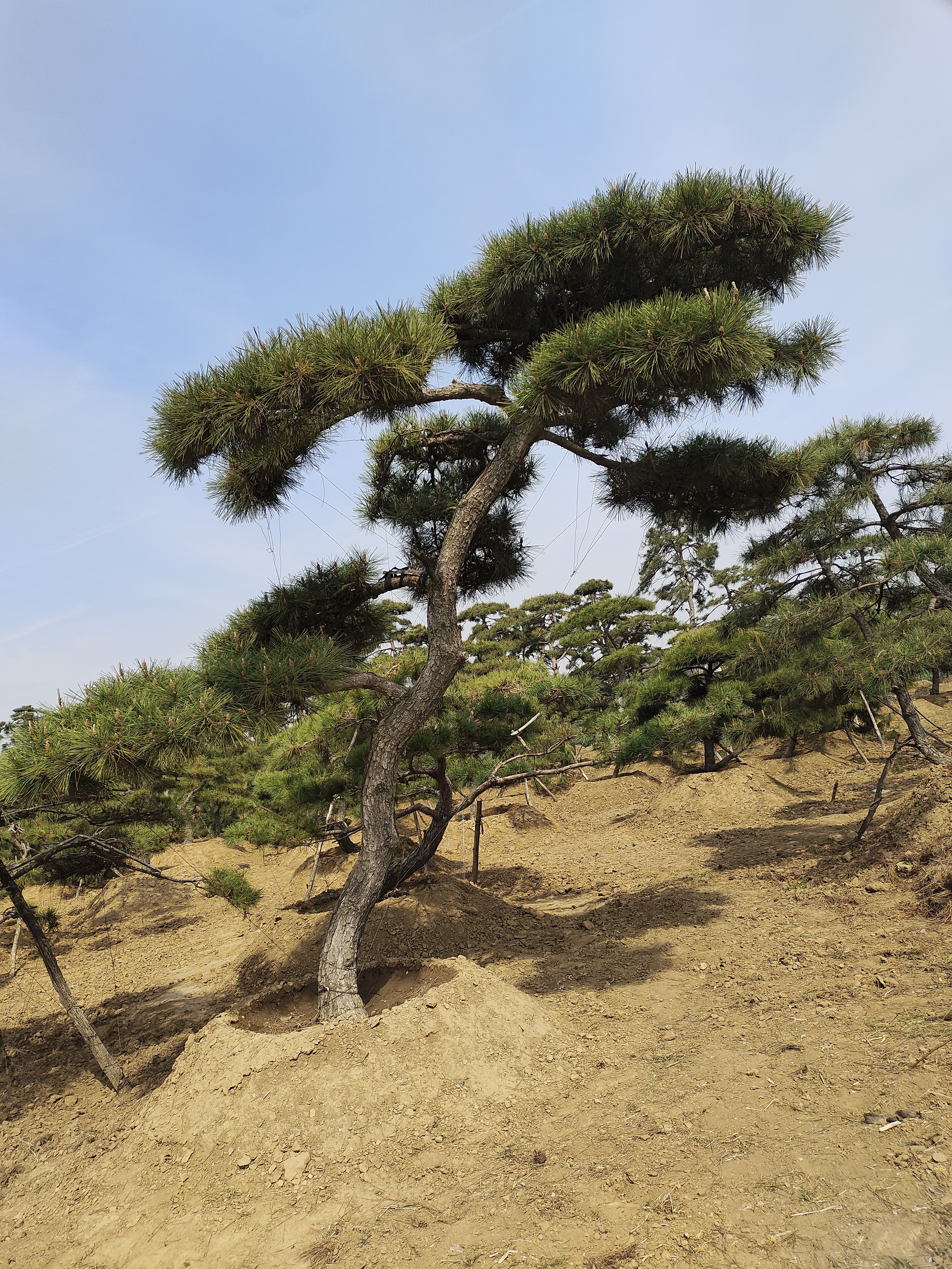 精品黑松 大过门临水 高档庭院景观松(直播定金)