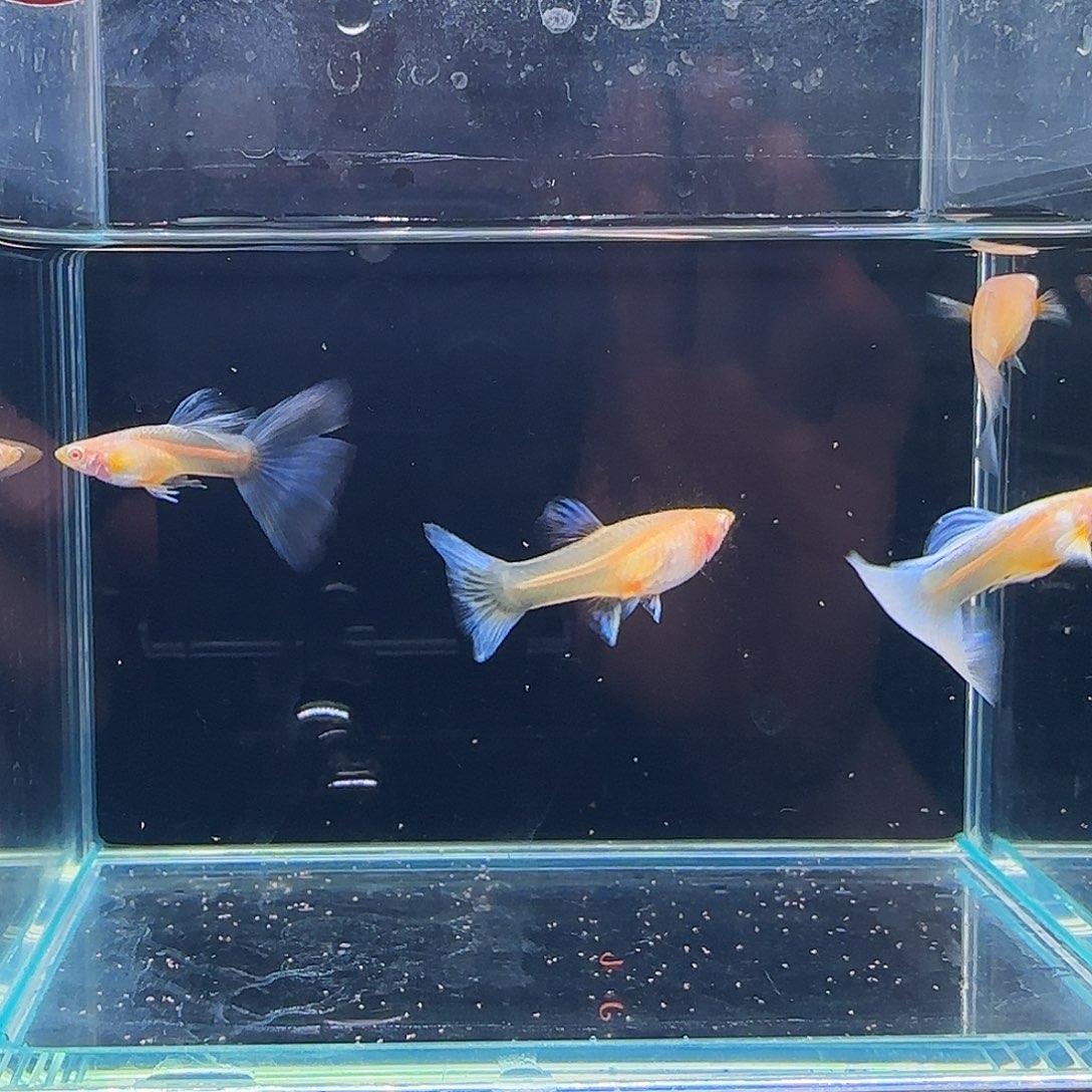 孔雀鱼紫白飞船微瑕2对