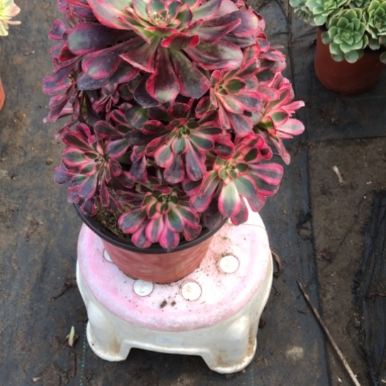 心***情无花朵香奈儿法师多肉植物460号