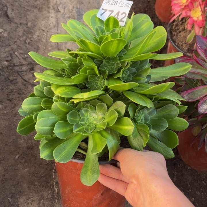 7742琉璃多肉植物