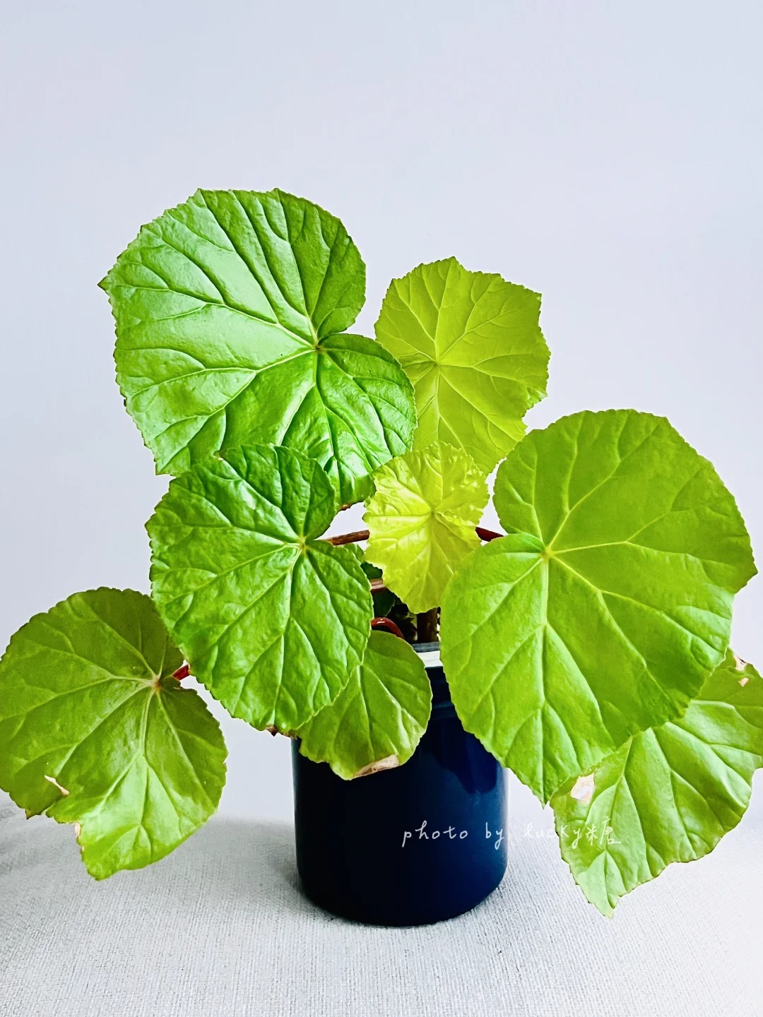 金色阳光秋海棠绿植盆栽四季常青观叶花卉耐阴适合室内种植