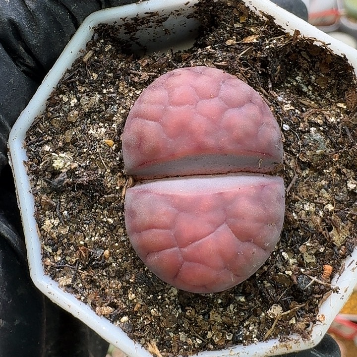 生石花2:：。在。886号。 2.8左右