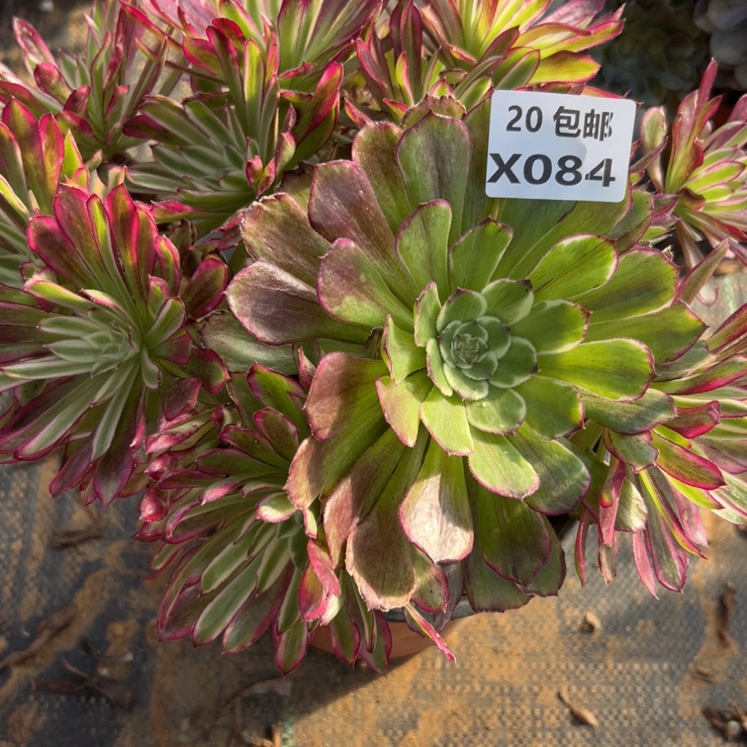 小****084仙墨，满20包邮嘟叮熊