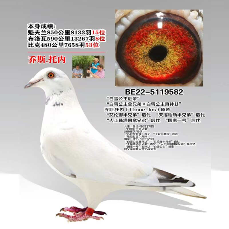 优质信鸽成绩鸽种鸽原环血统鸽
