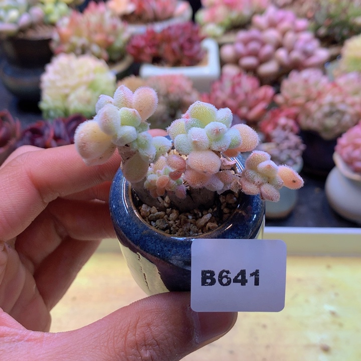 一物一拍满38包邮B641