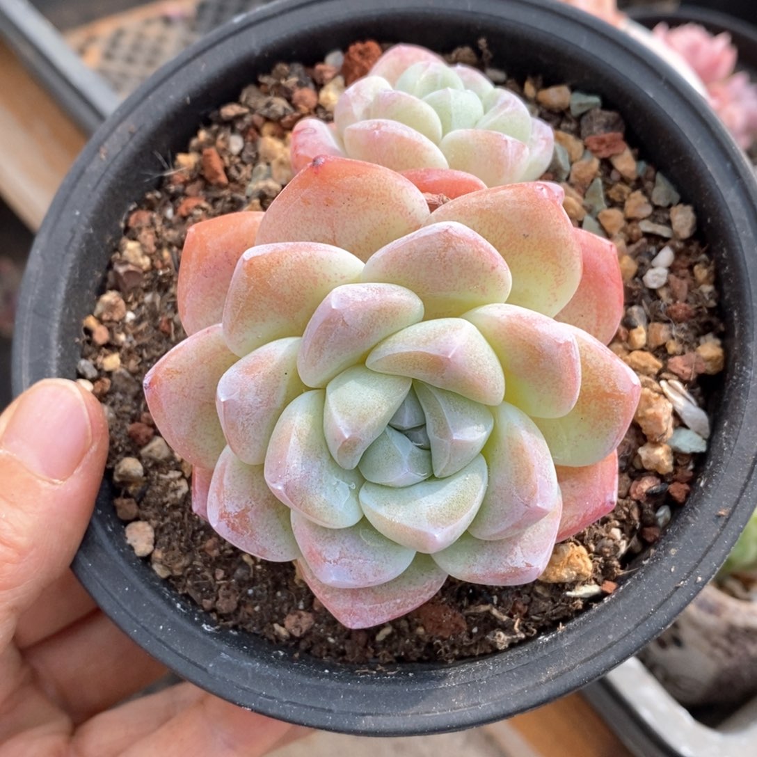 精品多肉一物一拍不包整230