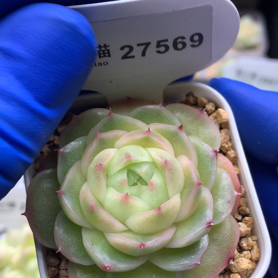 多肉植物杂交珍妮