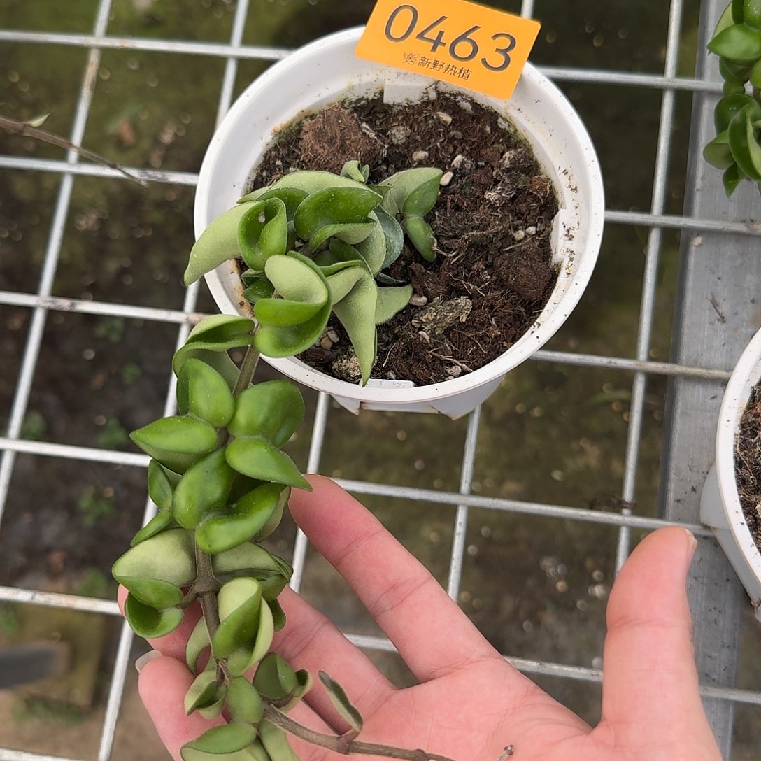 视***电完全开放0463卷叶球兰