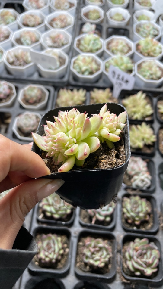 精品雪花麦秆多肉植物