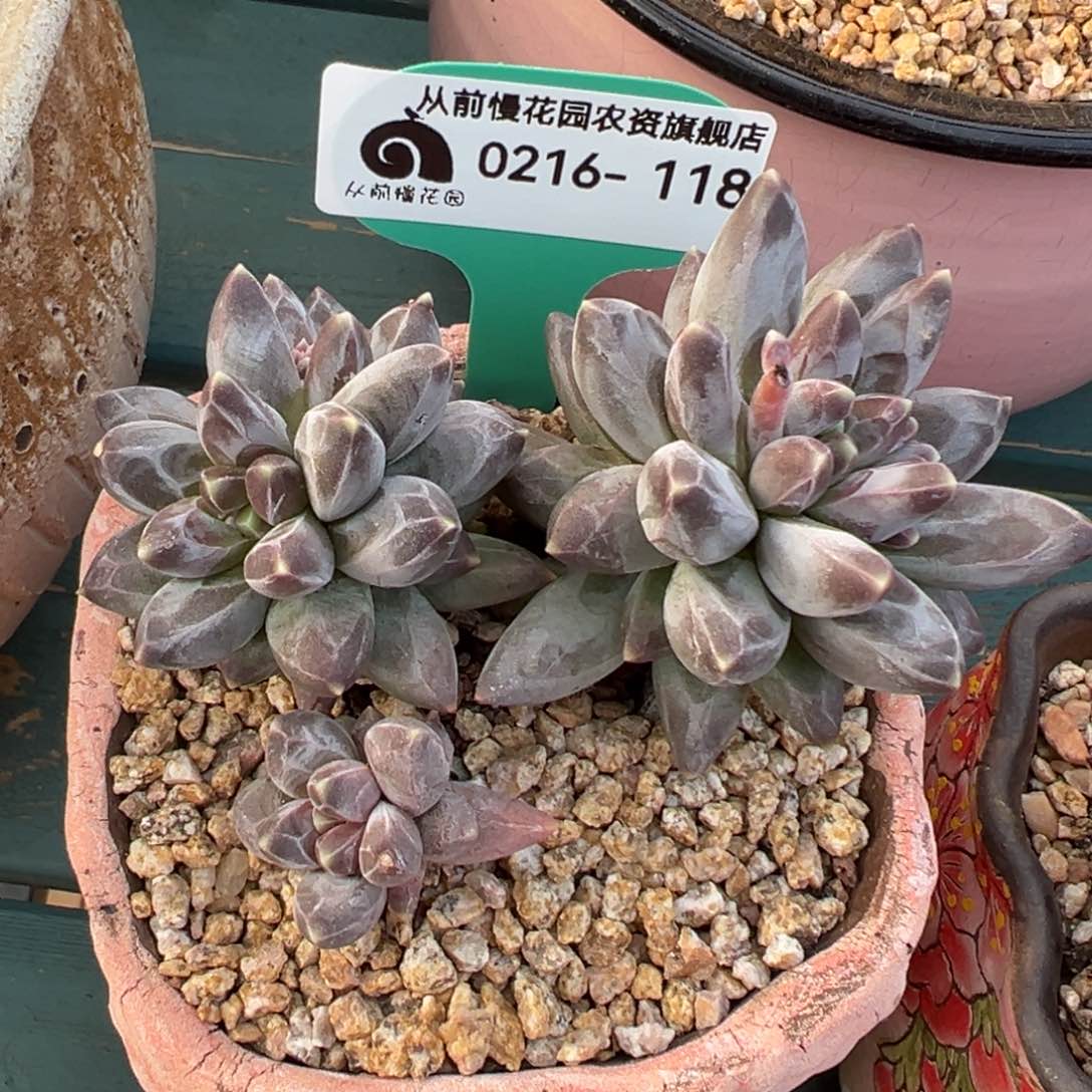 多肉一物一拍0216-118