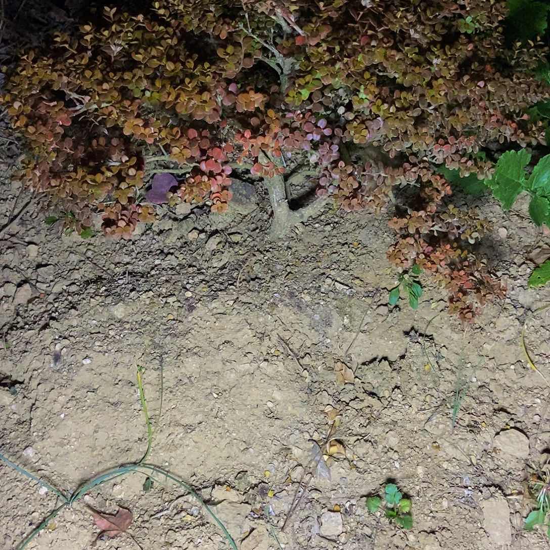 小***钟安徽大别山珍珠黄杨